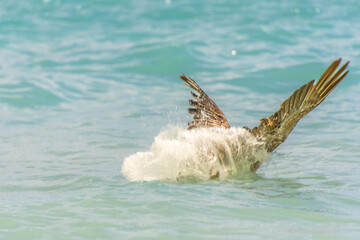 Fishing pelican diving into the sea to catch a fish.
- 780871631