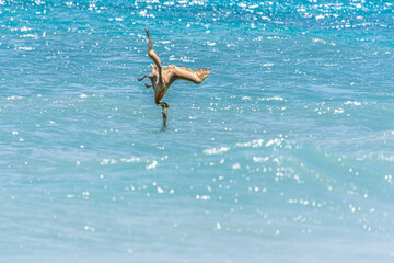 Fishing pelican diving into the sea to catch a fish.
- 780871640