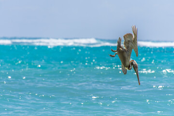 Fishing pelican diving into the sea to catch a fish.
- 780871648