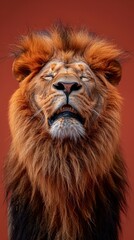 Close-up photo of a cute lion smiling wide open mouth, joyful vibes, happiness, national geographic magazine editorial, red background, generated with AI