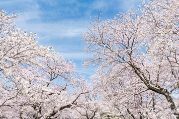 Cherry blossom trees in full bloom, Japan - 780874679