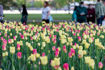 Tulip festival in Ottawa, Canada. Spring flowers blooming in park with walking people