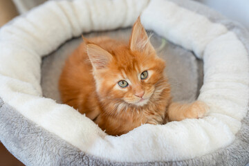 Portrait of domestic red Maine Coon kitten - 8 months old. Cute young cat sitting in front and...