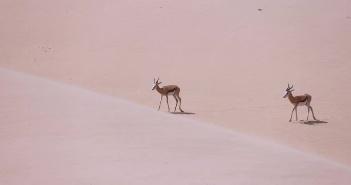 Video of two springboks with horns in on a sand dune in Namib desert in Namibia