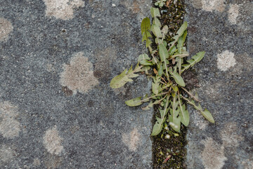 green moss on the stone