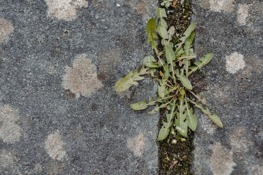 green moss on the stone