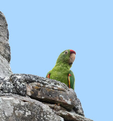 Crimson-fronted Parakeet perched on top of the Ruins of Urrajas in Paraiso Costa Rica