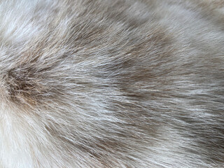 Close up on grey hair dog