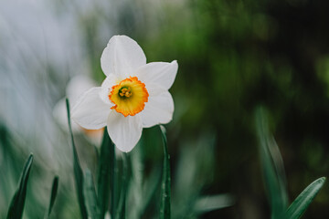daffodils in the garden