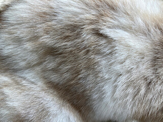 Close up on grey hair dog