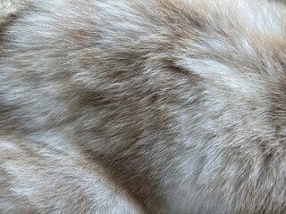 Close up on grey hair dog