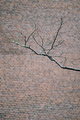 cracked ground in the desert