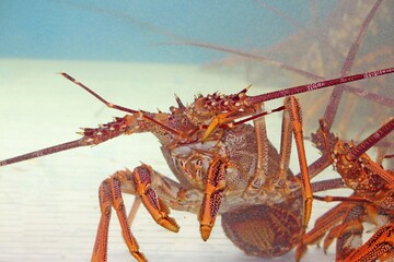 Live Lobsters in a fish tank