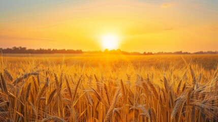 A Golden Wheat Field at Sunset - obrazy, fototapety, plakaty