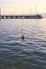 White swan on Ohrid lake on sunset 09.04.2024