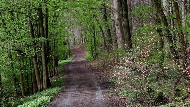 a forest path in a spring forest  4k 30fps video