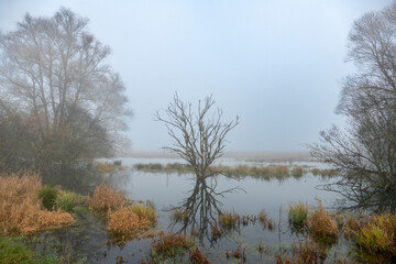 Moorsee mit Bäumen, Gräsern und Nebel