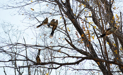 pájaros posados en un árbol.