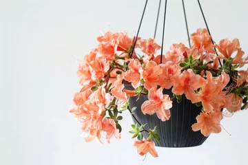 Foto auf Acrylglas Azalea in hanging pot on white background in studio shot © The Big L