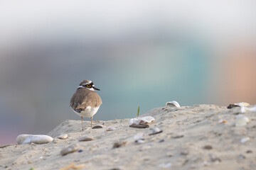 Wader or shorebird, little ringed plover (Charadrius dubius) on the beach.
