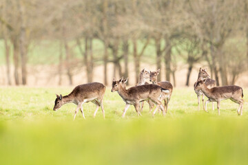 Naklejka na ściany i meble Group of Fallow Deer in a field