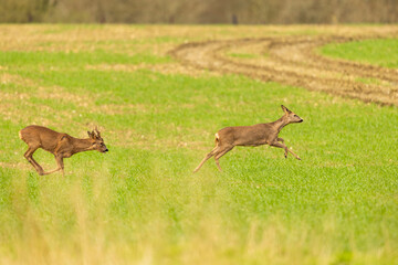 Male Roe Deer chasing a female through a field.