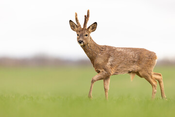 a deer standing in a field on the grass with a sky background