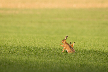 Hares in a lush grassy field with trees in the backdrop