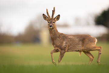 the small buck is walking through the grassy field towards the camera