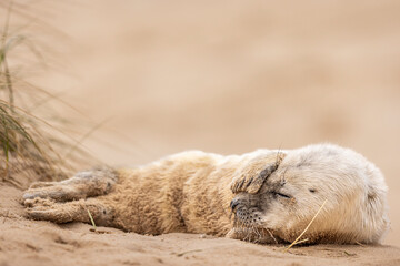 Cute Grey Seal pup on the beach in Norfolk