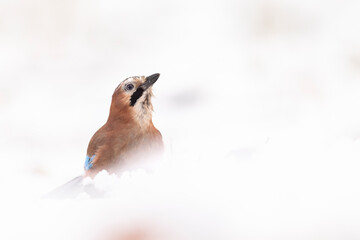Jay searching for food on snow covered ground