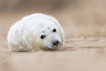 a baby seal lies in the sand and stares at the camera - obrazy, fototapety, plakaty
