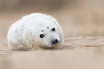 Fotobehang a baby seal lies in the sand and stares at the camera © Wirestock