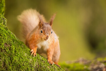 Red Squirrel playing about in the woods