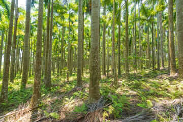 Palm tree jungle near Muse Lake in Qiongzhong, Hainan, China