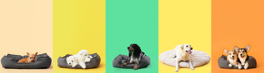 Set of different cute dogs with pet beds on color background