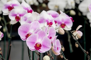 A bunch of pink and white orchids flowers are in a vase. The flowers are arranged in a way that they are all facing the same direction