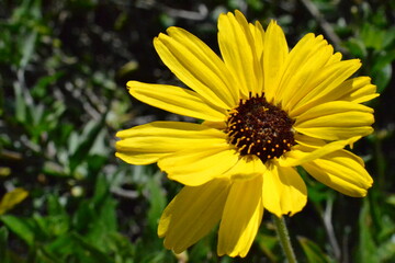 yellow flower in the garden, Coronado Bay Bridge pathway/trail, birds in water

