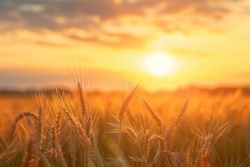 Obraz premium Close up nature photo of a rural meadow with ripening ears of yellow wheat against a sunset sky The concept of a bountiful harvest