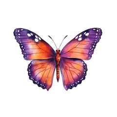 Purple-tinted orange butterfly with white speckles, white background