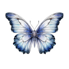 Elegant blue butterfly with semi-transparent wings and dark-edged detailing on a clean background
