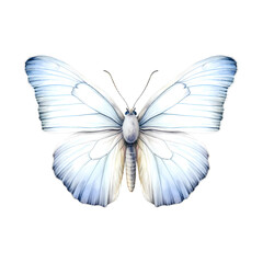 Translucent blue butterfly with wings spread wide