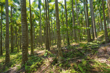 Palm tree jungle near Muse Lake in Qiongzhong, Hainan, China