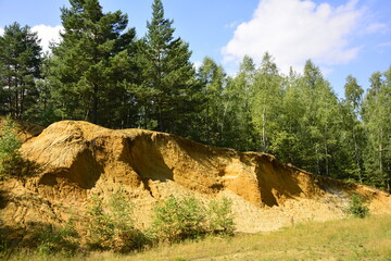 drzewa iglaste na żółtym pagórku z paisakowca, coniferous trees on a sandstone hill © kateej
