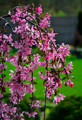 kwitnąca jabłoń ozdobna, Kwiaty jabłoni ozdobnej w ogrodzie wiosną, kwiaty na gałązce jabłoni wiosną, Malus x Purpurea, variety 