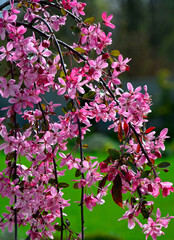 kwitnąca jabłoń ozdobna, Kwiaty jabłoni ozdobnej w ogrodzie wiosną, kwiaty na gałązce jabłoni wiosną, Malus x Purpurea, variety 