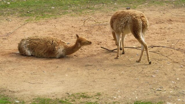 Two vicuna standing around on a meadow and relaxing.