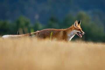 Hunting fox. Young red fox, Vulpes vulpes, creeps on stubble and hunts voles. Fox cub sniffs on...
