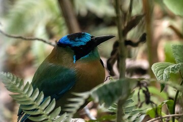 Blue diademed motmot, Momotus lessonii, in a tree