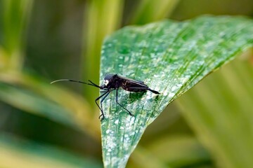 Leaf-footed bug of the species Acanthocephala latipes on a leaf